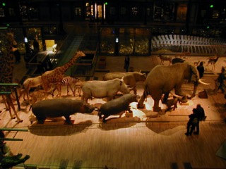 Animaux_Musee_1