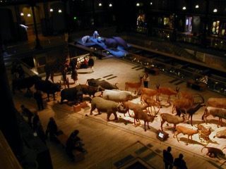 Animaux_Musee_2