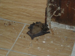 Chauve-Souris_06