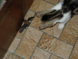 Cookie_Chauve-Souris