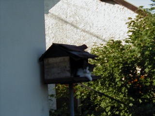 Cookie_Maison_Oiseaux