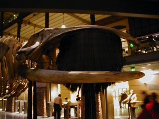 Squelette_Baleine_1