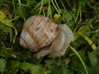 Escargot